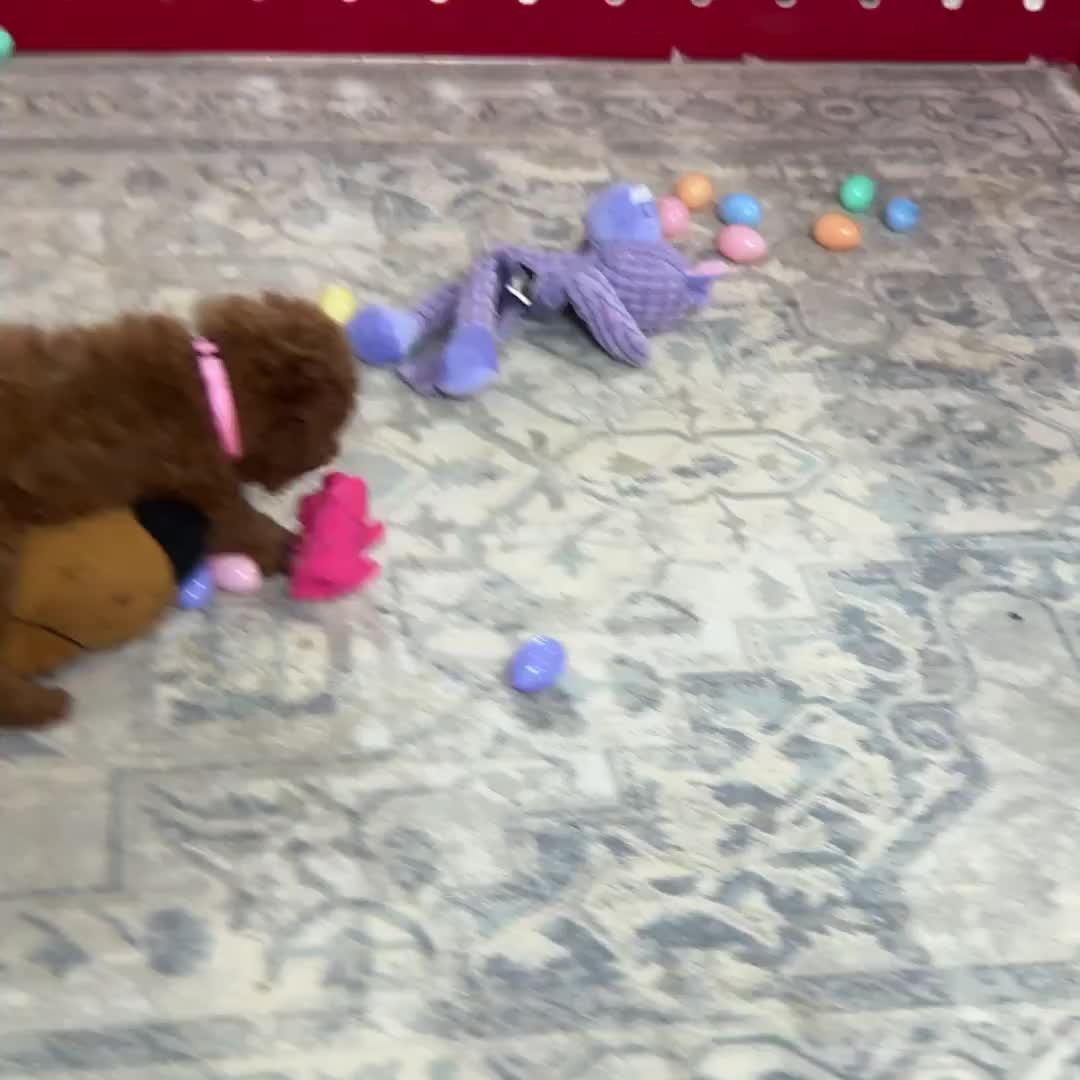Haven is having so much fun with her new pink piggie! 🐽 See more of Haven ➡️ https://www.pawprintcompanions.com/product-page/haven-mini-golden-doodle
#minigoldendoodle #minigoldendoodlepuppy