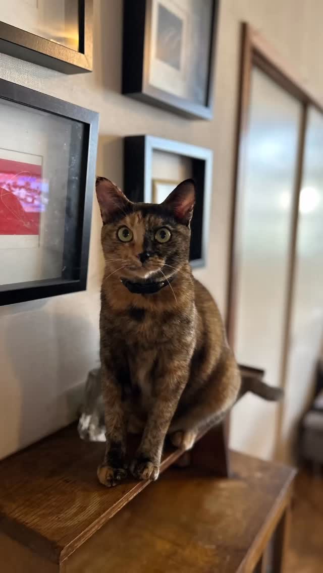 Uni ウニの最近の写真。