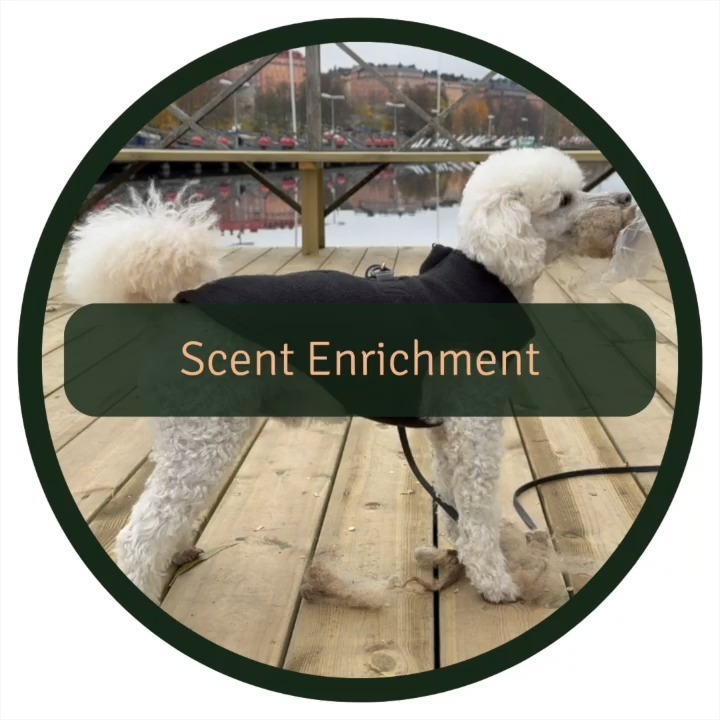 We tried a scent enrichment package 👃❤️🐩
As most people know, dogs have an incredible sense of smell. However, they often miss out on the richness of scents in their daily lives. Hence scent enrichment is one of the keys to letting dogs be dogs 🐾
Here are a few of the MANY reasons why scent enrichment matters👇
Natural Instincts - Scent activities tap into dogs' instincts, reducing boredom and stress.
Mental Stimulation - It's like a mental workout, keeping their brains sharp.
Bonding Time -Sharing in their scent adventures strengthens your bond.
@tjappo.se 's scent enrichment package was AWESOME 😍 It included a variety of synthetic scents, from prey animals to predators and had several vegan-friendly options. (Shoutout to @sofieeisraelsson for the tip 🙌)
Quick Note 📝
Dogs may react differently to scents; some may be cautious, while others are more adventurous.
Use outside!
Enhance your dog's life with scent enrichment and watch them thrive 🎉
#scentenrichment #dogenrichment #dogenrichmentideas