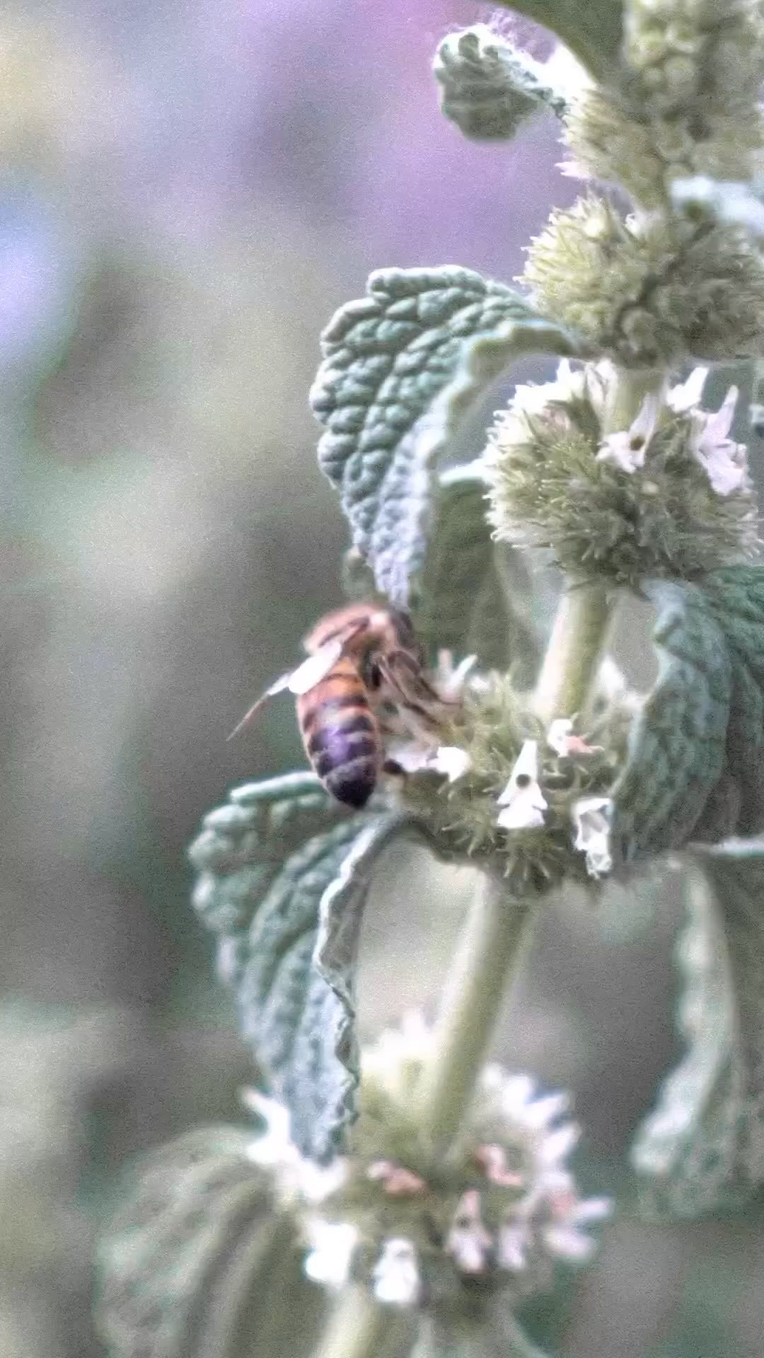 @oway_ireland Thanks to the presence of BEEHIVES within the perimeter of Ortofficina, the medicinal plants grown on the estate benefit from this natural and spontaneous
"insecticide, as well as from the productive power provided by their PRECIOUS POLLINATION. With the biodynamic method we totally avoid the use of chemical fertilisers or herbicides, the bees in Ortofficina are safe and help maintain the BALANCE OF THE ECOSYSTEM, enriching and protecting the precious plant sources of our extracts and formulas.
#ortofficina #biodynamicfarming #biodynamicmethod #owayireland