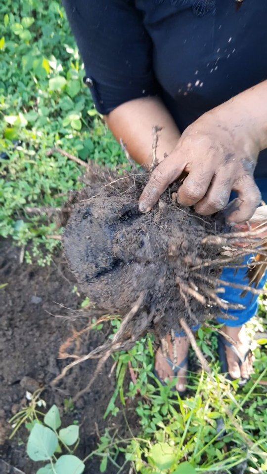 Como reconocer las enfermedades de las plantas en sus raices