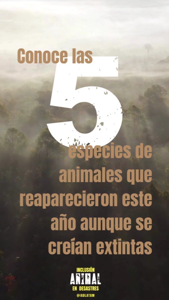 Este 2023 lo quiero cerrar con buenas noticias asi que te presento 5 especies animales de todo el 🌏 que se volvieron a ver luego de muuuucho tiempo.
.
.
.
#animalesendesastres #iad #iadlatam #inclusionanimalendesastres #inclusionanimal #cuidadoanimal #ningunanimalsequedaatras #animal #animallovers #animals #amor #ayuda #proteccion #conservacion #educacion #desastres #desastresnaturales #latina #cambioclimatico #refugioanimal #santuarioanimal #pets #wildlife #petsofinstagram #plandemergencias #life #humanitarian #desarrollo #mascotasfelices #americalatina