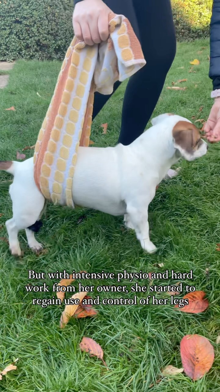 Monday Motivation 💪🏼🐾
I’ve posted before about little Tess but here’s a little more insight into her recovery journey from an intevertebral disc disease (IVDD) related injury - fuelled by hard work, determination, patience and a lot of squeezy cheese! 🧀
#vetphysio #npvetphysio #caninephysio #caninerehab #ivdd #neurological #dogsofinstagram