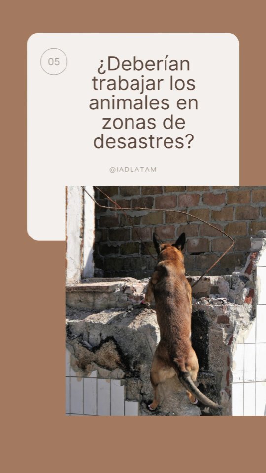 ¿Deberían los aninales trabajar en zonas de desastres?
.
.
.
#animalesendesastres #iad #iadlatam #inclusionanimalendesastres #inclusionanimal #cuidadoanimal #ningunanimalsequedaatras #animal #animallovers #animals #amor #ayuda #proteccion #conservacion #educacion #desastres #desastresnaturales #latina #cambioclimatico #refugioanimal #santuarioanimal #caribe #petsofinstagram #plandemergencias #americalatina