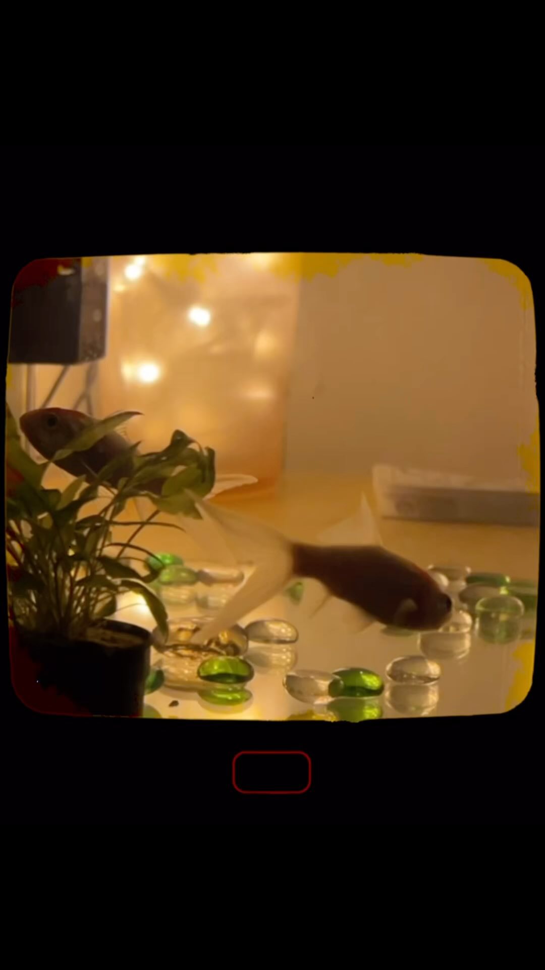 deux nouveaux pensionnaires al pè del pueg ! namaste !
#goodmorning #bonnejournée #goodvibes #dordogne #sattviclife