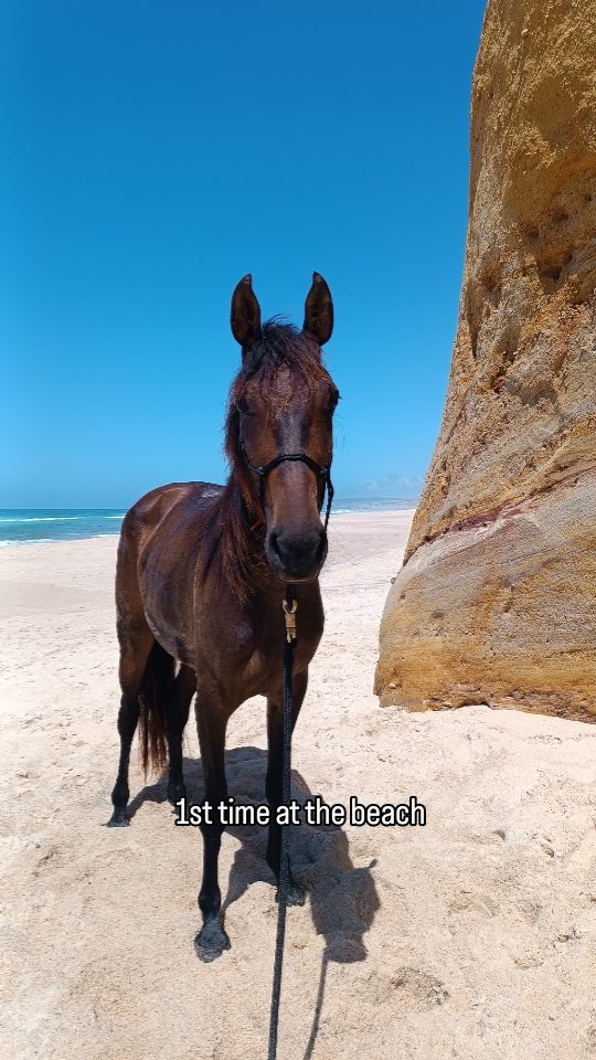 Quira had her first experiences getting to know the beach, waves, umbrellas, walking surfboards, people playing ball, ...