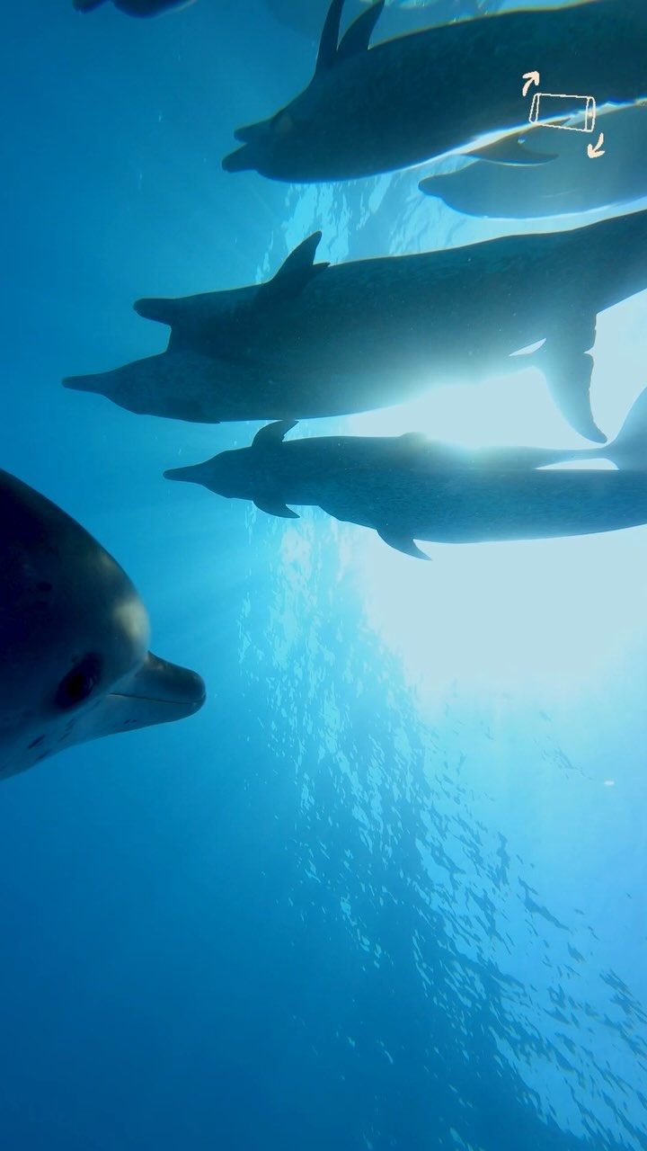 This is what it is like freediving with a mixed pod of Atlantic Spotted and Bottlenose dolphins in real time. It is such an awesome feeling when the pod surrounds you. Flanking, circling and spinning all around you with mutual curiosity. @biminiscubacenter @biminidolphins @dolphincommunicationproject @rocktheocean @dolphins_daily @nature @southfloridafreedivers @deeperbluegram #freedive #spotted #bottlenose #swimwithdolphins #travel #bucketlist #bimini #dolphin #dolphins #wanderlust #explore #explorer #breathe #wild #underwatercameraman