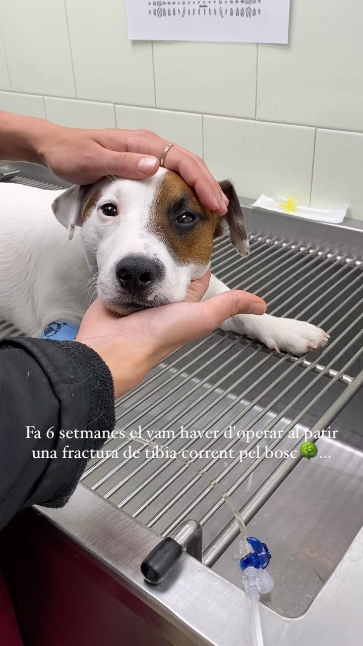 El cas de l'Otto #teambestiari ❤️