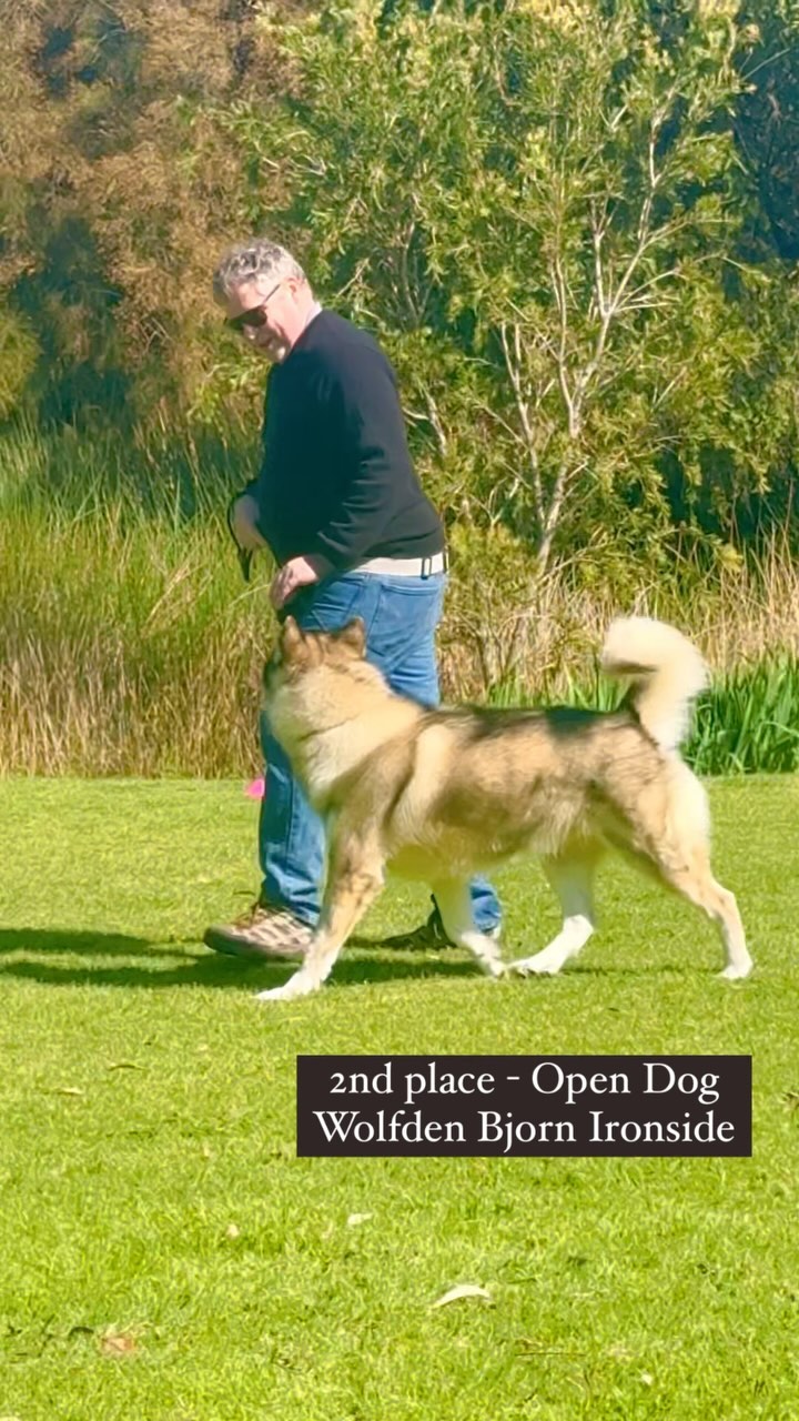 Wolfden Bjorn Ironside (Fen) 2nd place Open Dog Class 🎉 Well done Paul & Fen! 👏