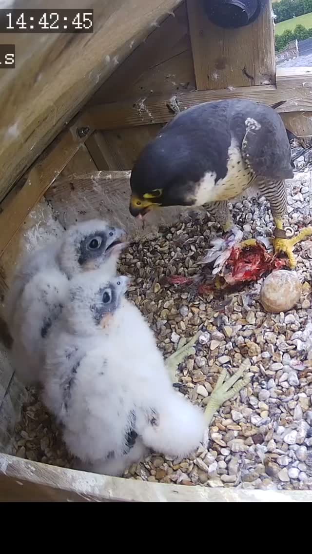 Check out our livestream from the top of the chimney at Lister Mills and watch our Peregrine Falcon chicks growing up fast!
#conservation
#bradford
#peregrinefalcon