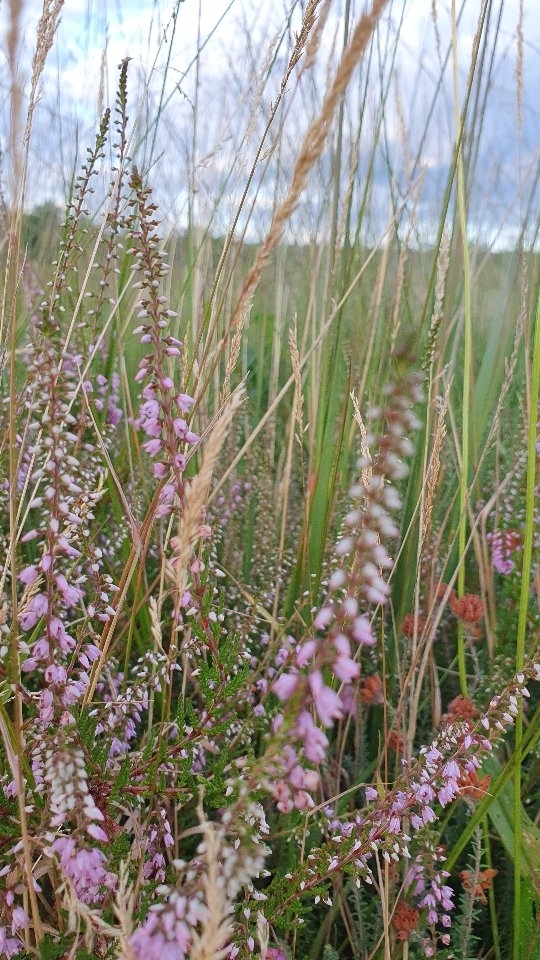 Gisteren deden we de wandeling 'Fuut'. Je wandelt een rondje rondom het Kleine Meer en komt zowel bos als ven tegen. En we spotten paarse heide. De wandeling is 4 km (1 uur) maar wij knoopten er nog een stukje van de wandeling 'ree' aan vast.
📍Start: beheerschuur Brabantse Wal - Abdijlaan 43a- 4641 RR Ossendrecht (NL)
@grensparkkalmthoutseheide
@gemeente ossendrecht
#ossendrecht
#wandeleninbelgie
#wandeleninnederland