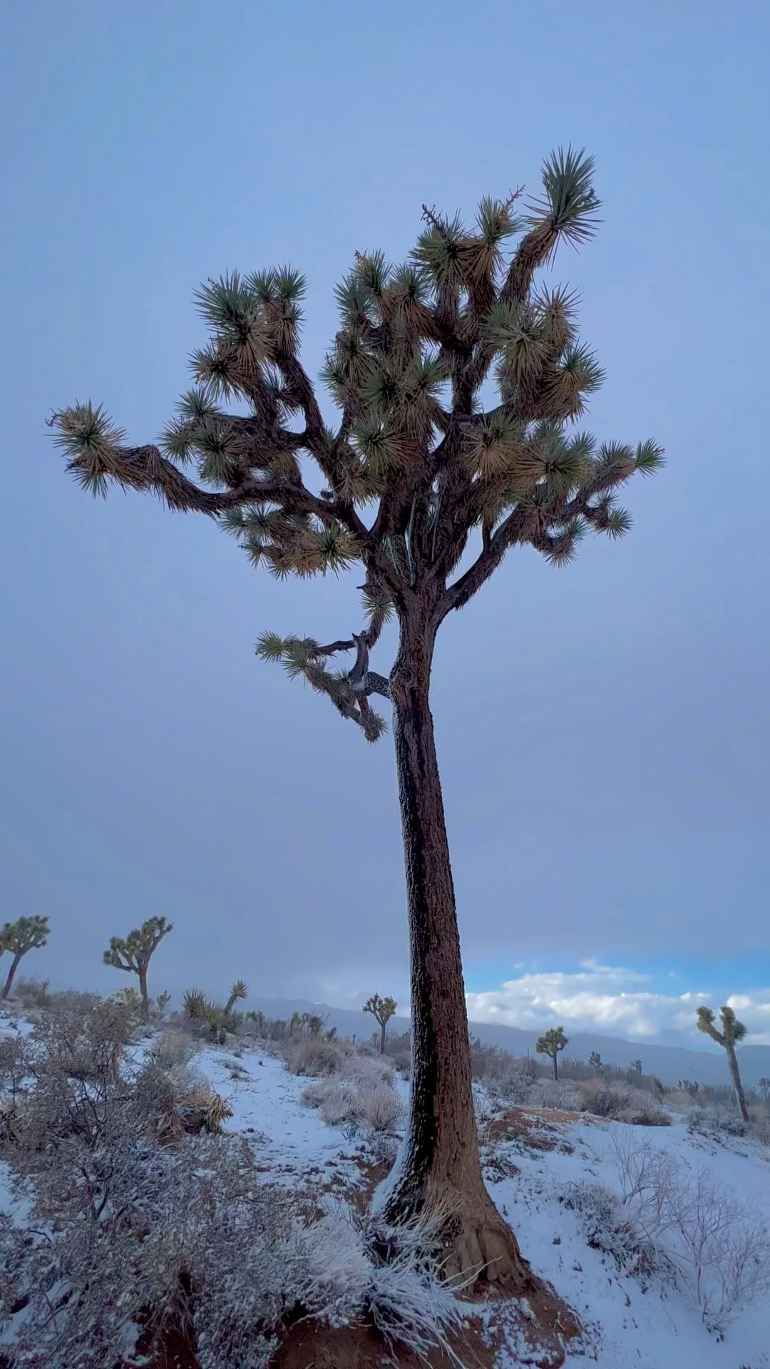 Snow sounds
#JoshuaTree #SacredSands #sacredsandsjoshuatree