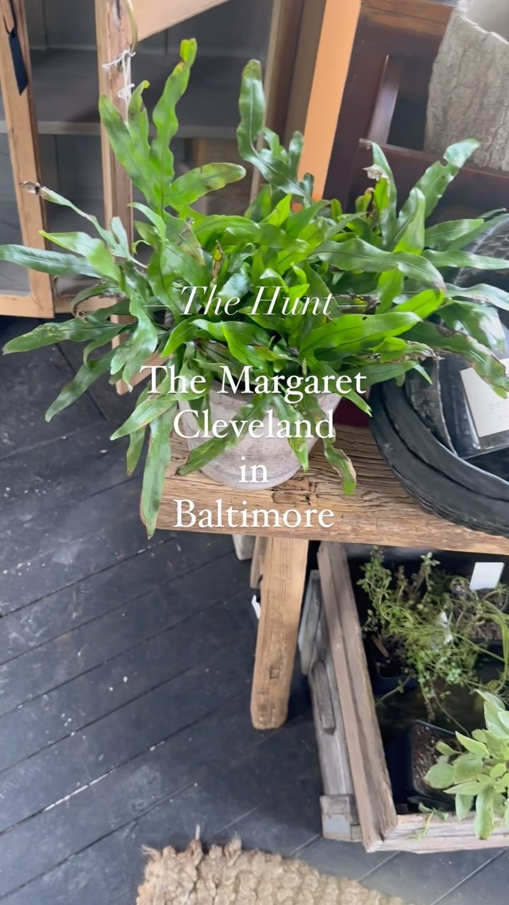 We did a little hunting at @themargaretcleveland in #baltimore last weekend and if you haven’t been, what are you waiting for? Plants, gorgeous things, gifts, home things, and most importantly, #snowballs 🥰 go! Hot tip > Check the hours first to make sure she’s open!
#thehunt #baltimoreshop #shoplocal #interiordesigner #baltimoreinteriordesign