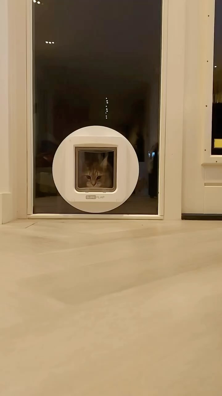 I’m sexy and I know It😽😻
Cat Flap Installation
Tired of staying awake late night until your cats return home, so you can let them in?
Tired of opening and closing door to let your cat in and out?
Worried when you go out about leaving your cat inside?
Going on holiday and want peace of mind your cat is okay at home?
Do you wanna give some more freedom to your cat?
Call Us Now To Get Your Cat Flap
#cat #catlover #catlife #falap #catflap #catflaps #london #london🇬🇧 #londonlife #londoncity #bestfriends #vacation #holiday #animal #animallovers #animalphotography #west #south #east #north #london #northlondon #soutlondon #westlondon #eastlondon