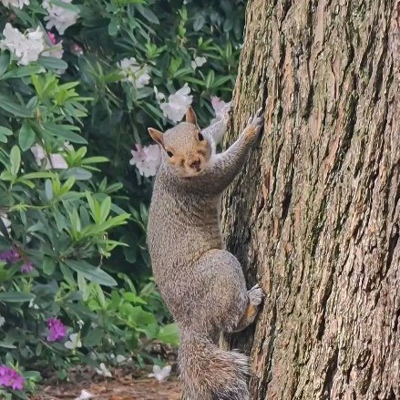 Gotta love where I live #wales #thisiscymru #wildlife #mountains