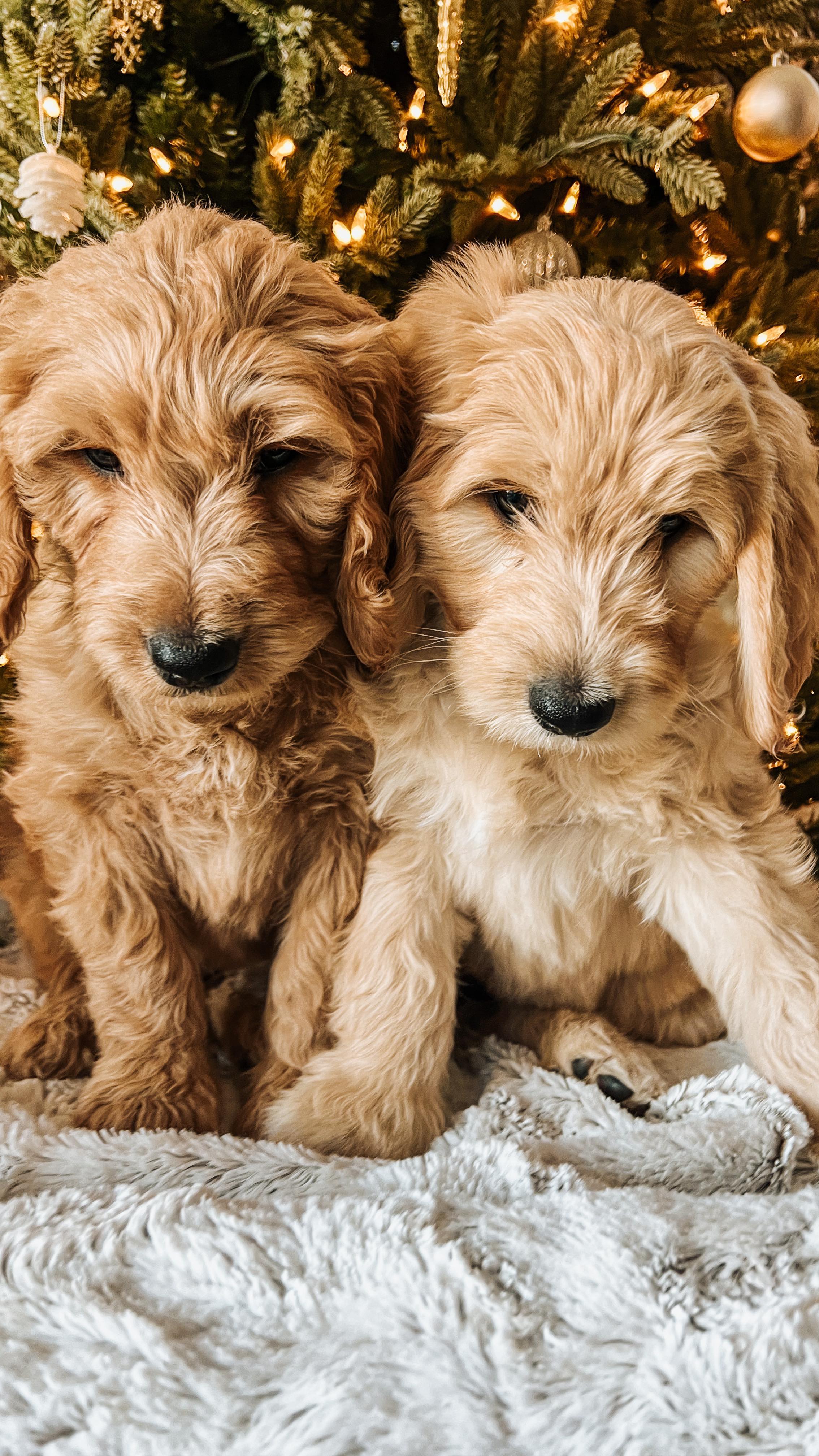 Our fall litter turns 8 weeks today.
The last week with these babies is always an emotional one. I have spent every part of my day over the last two months caring, nurturing and teaching these sweet babies to be the perfect family companion.
I’m excited for the wonderful families that has trusted me to care for their precious new addition to their families. I know they are going to bring a tremendous amount of love to their new families and heal so many hearts along the way.
You will be missed my little pumpkins 🤍
.
.
.
.
.
.
.
.
.
#goldendoodle #goldendoodlepuppies #puppylove #8weekoldpuppy #gotchaday #christmaspuppy #westcoastgoldendoodles