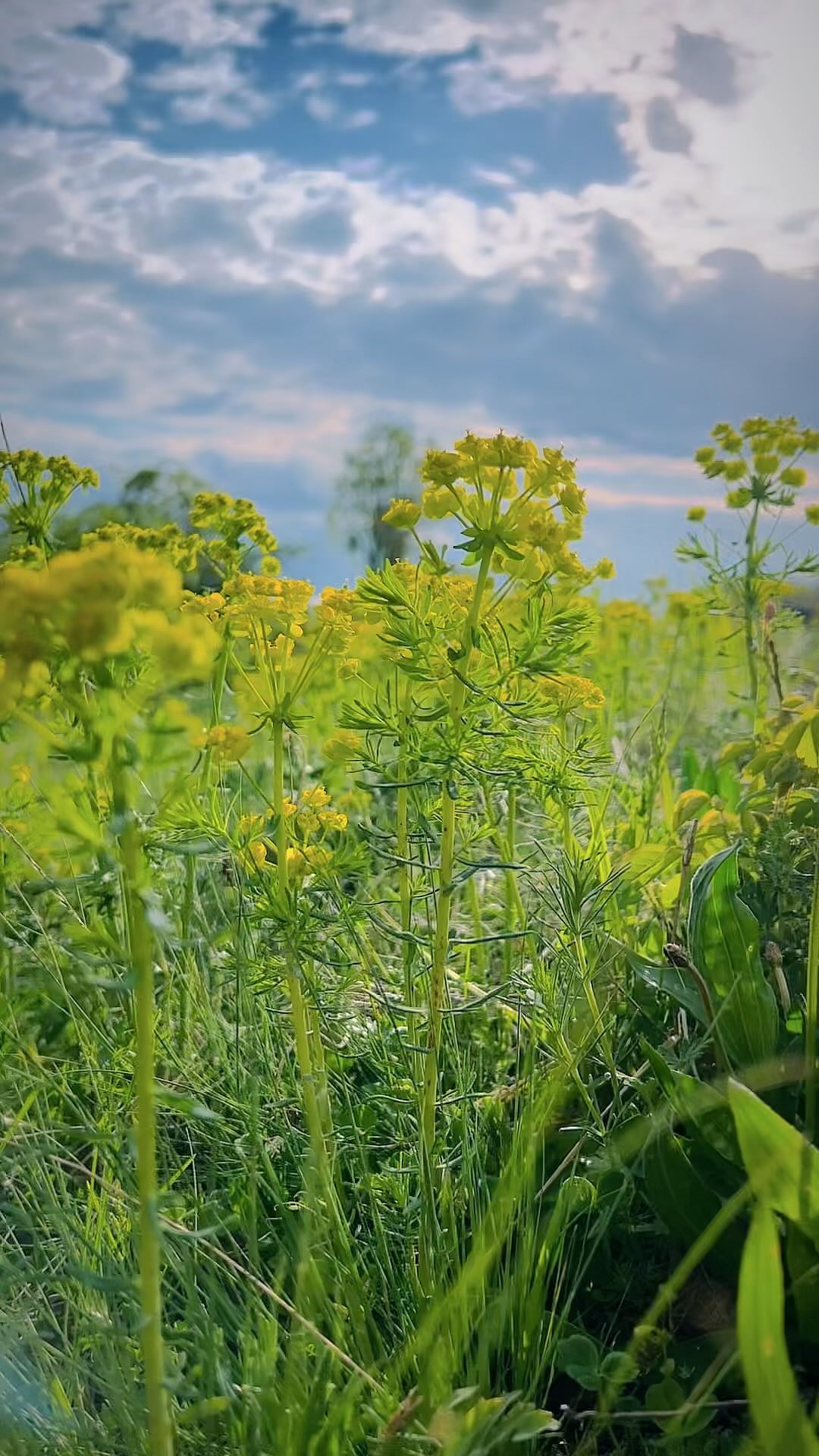 Wild meads at our @grassfedangus farm 🌱🌱🌱 April, 2023 #regenerativeagriculture #cleaneating #grassfed #wild #wildnature #wildromania #blackangus #farmlife #sustainability #earthday