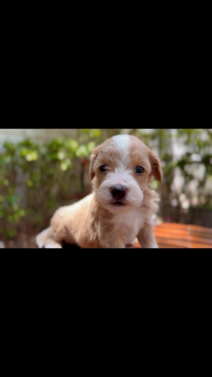 ✨ ¡Conviértete en el dueño de un Million Dollar Baby! ✨
Nuestros adorables cachorros Mini Goldendoodle están llenos de amor y ternura. 🐾💖
📍 Visítanos en Bosques de Echegaray, Estado de México.
#minigoldendoodle #luxurydoodles #puppylove #cachorro #mexico #minigoldendoodlesofinstagram