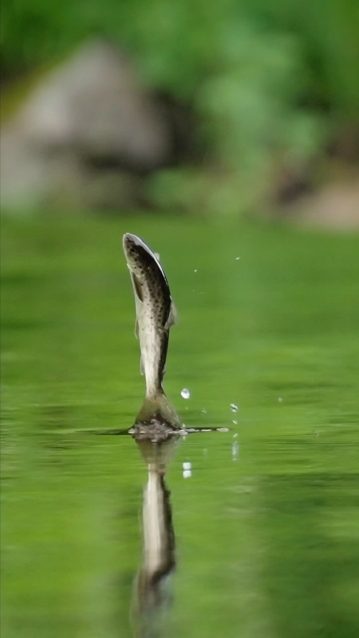 Happy and hungry salmon