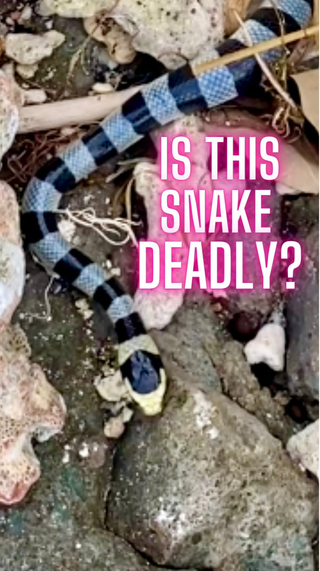 Is this snake deadly? - yes, in theory!
The Sea Krait’s venom is 10x more toxic than a rattlesnake BUT its teeth are designed for hunting small eels and struggle to penetrate human skin. It’s also fairly docile and rarely attacks unless provoked.
I’m no herpetologist - is this banded or yellow lipped? Someone help me out here and hit me with some latin names… 🤓
@world_of_snakes_ @snakebite_foundation
#wildernessmedic #worldextrememedicine #wildernessmedic #expedition #doctor #nurse #paramedic #wildernessmedicine #remotemedicine #prehospitalcare #frec @theadventuremedic
@exewildernessmedsoc @wildernessmedglasgow @dundeewems @cardiffwems @buwms @leicester.wems @wemssgul @manchester.wms @notts_wms @wmsmededsoc @utk.wildernessmedicine @go_wme @wildernesscambridge @uclwildernessmed @wildernessmedicineclub.ucd @thewildernessmedic @wildernessmed__compnw @wildernessmedicineofutah @wildmedireland @wilderness.mss @taffs.tv @meresupplies @sheffieldwildernessmedicine @wildmedwednesday @wildmedsociety @wildernessdentistry @brumwildernessmedics @wildmedtraining @nclwilderness @wildmed @kclwms @auwems @uclwildernessmed @canadianwildmed @wemssgul @endeavourmedical