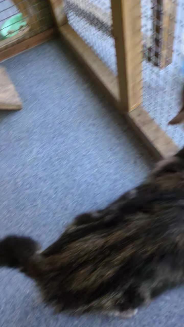 Update on the little pregnant girl that was rescued, we have named her Saffy she is gradually getting used to being stroked and being around nice people!!
She was the most frightened of all the cats rescued and now knowing a bit more about her background we can totally understand why she is so wary.
But this is a huge improvement for her and shows she is moving forward.