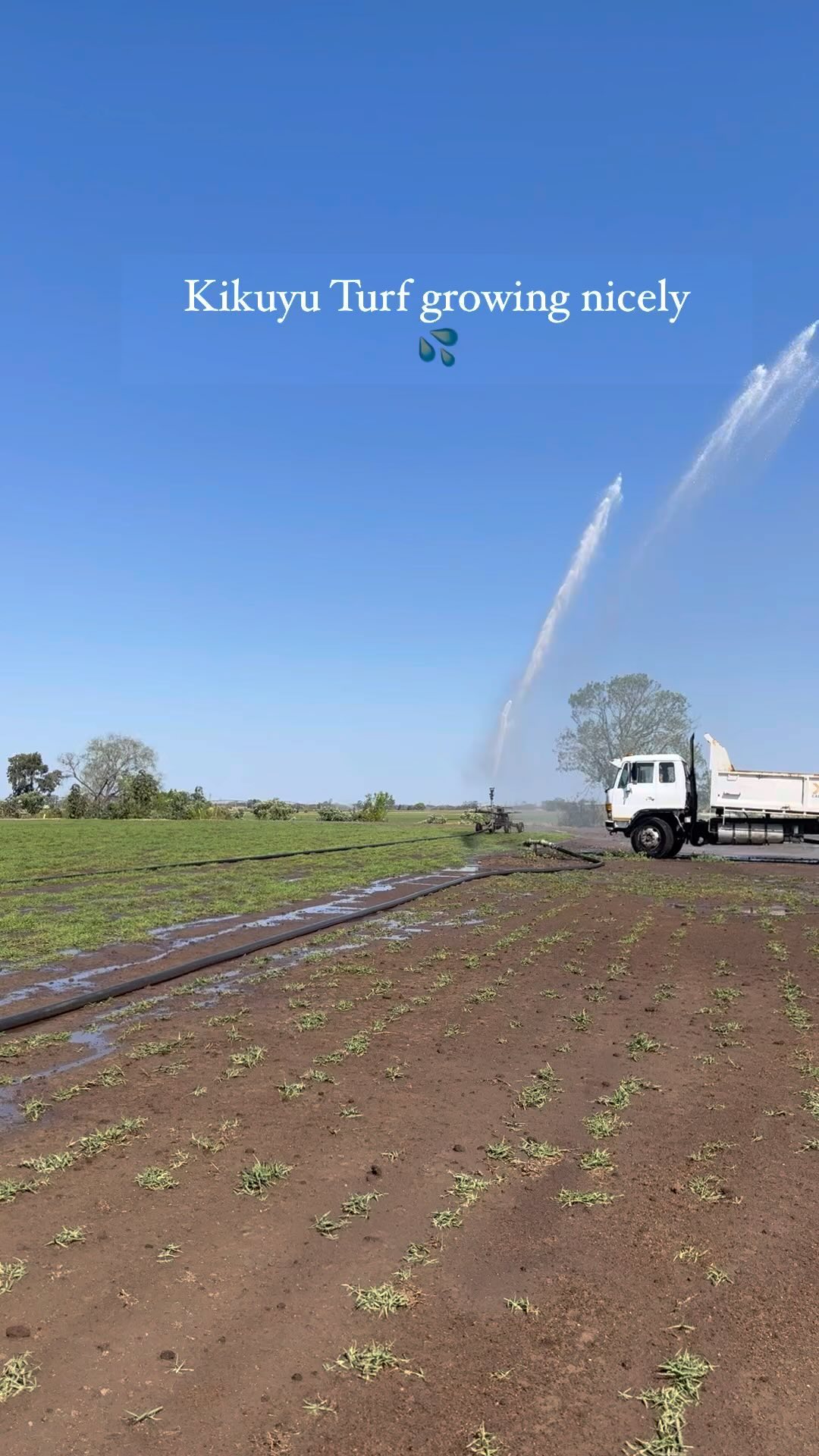 🍃 New Kikuyu Turf paddock growing nicely!! 🍃