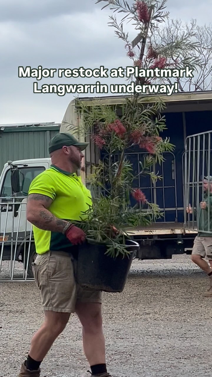 If you love shopping for quality plants @plantmark check out our site revamp at Langwarrin happening today!! We’ve sent LOADS of new varieties down to our trade site for you all to check out. Stay tuned for the final result 🤩🌱
.
.
.
#australianlandscaping #plantmarklangwarrin #wholesaleplants #gardensupplies #landscaping #morningtonpeninsula