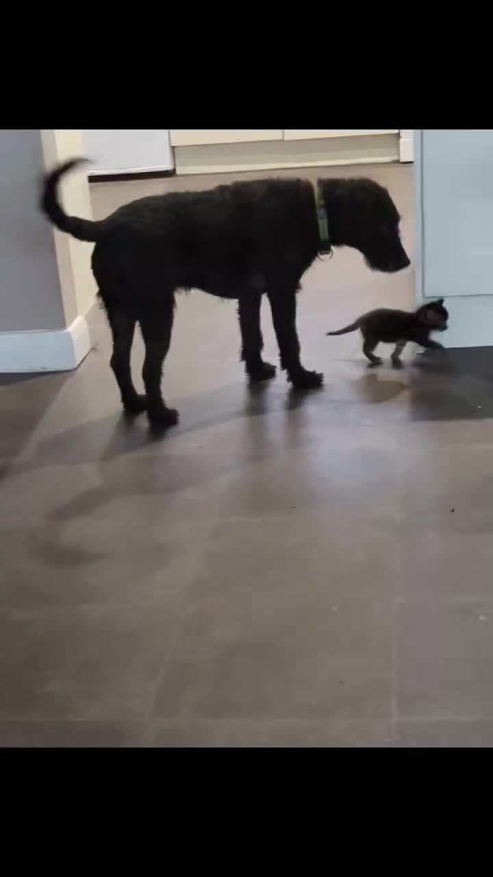 Little Nell is getting her steps in with Morse who has become her loyal bodyguard, being so tiny it doesn't take long before she needs a nap with Horace .
We are now slowly introducing Nell to solids , because of her bad start in life she is a little behind for her age but she is getting there and everyday is a milestone for her. We are extremely proud of our Little Nell