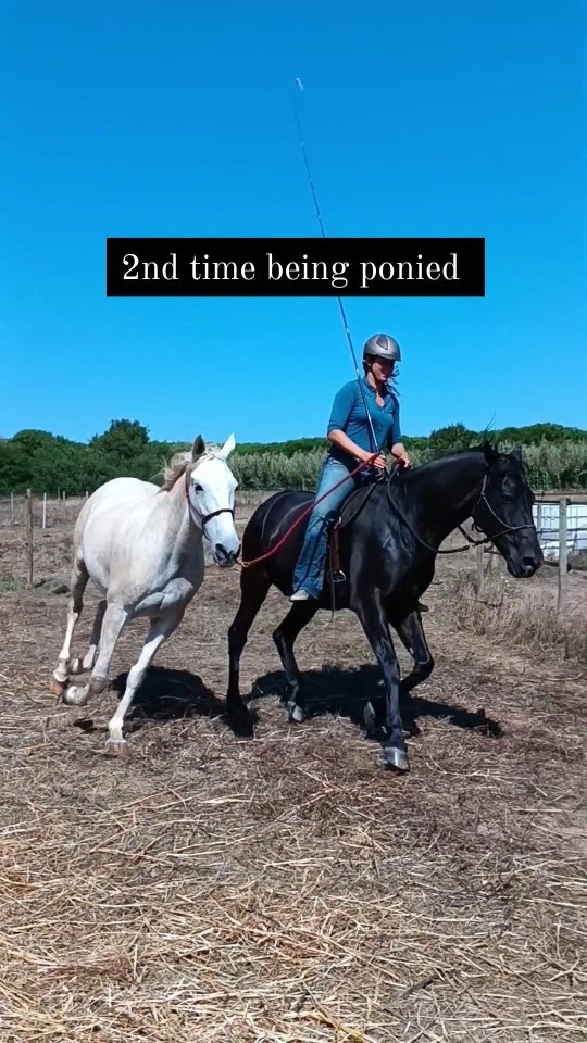 2nd time being ponied for Hera (?) - Someone that knows her personally suggested the name Hera. Hera was an olympian goddess known as the queen of gods which seems like a great fit for this incredibly sensitive, smart and strong mare and it's also kind of short for Herdeira. How smart and sensitive she actually is, you can see from how amazing she is on her 2nd time ever being ponied off of another horse.
Ponying is a great preparation for riding because it teaches the horse to be relaxed with seeing a human above them and getting used to being touched from above. They learn to follow and synchronize with a humans energy that's not only walking next to them on the ground but with someone above and next to them while moving with high energy and in higher gaits.
If you can, list some more benefits of ponying a horse in the comments 🙂.