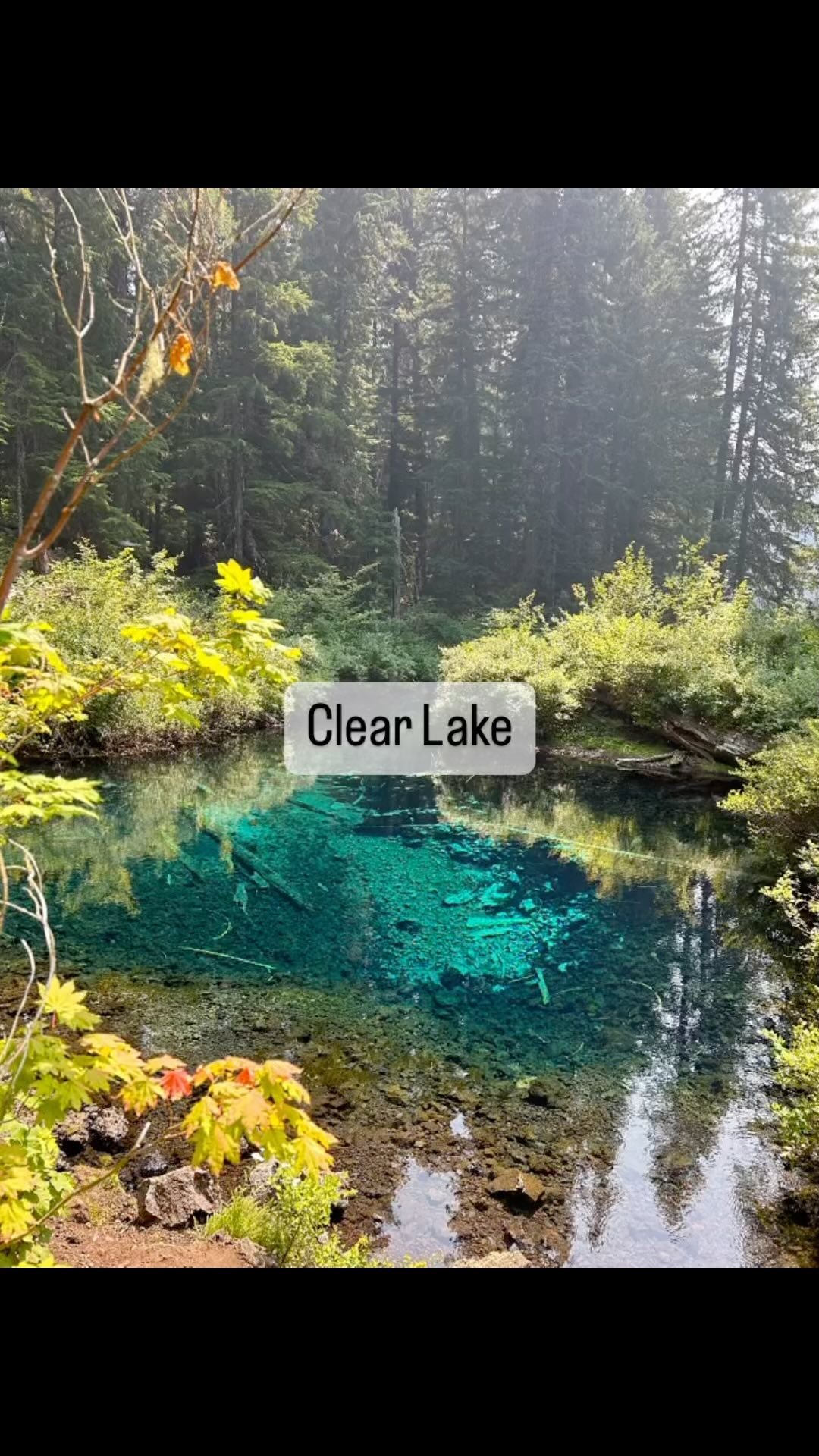 📍 Clear Lake (Clear Lake Resort)
Learning topics: volcanoes, old growth forests, bird watching, wildflowers
Risks: roots and rocks on trail, lava rocks, cold and deep water
Clear Lake in Oregon’s McKenzie River area was formed around 3,000 years ago due to the volcanic activity in the region. It is known for its remarkably clear blue waters. The lake is fed by underwater springs that filter through lava fields, which helps maintain its clarity. The surrounding landscape features old growth forests and lava flows.
To learn the details about this hike (and food nearby) look for it to be added soon to
www.wildandbarefoot adventures.com!
Our Volcano Unit study will discuss this lake and surrounding places! Why is the water so blue? What makes hot springs warm? How are lava tubes created? And so much more will be answered!
Link learning to places and have fun exploring new parts of Oregon!
Thank you to @rach3lrach3l for joining us on the hike and for some of these beautiful photos!
#wildandbarefootadventures #placebasedlearning #clearlakeoregon #exploreoregon #hikingoregon #hikingwithkids #1000hoursoutside #outdoorclassroom #bluewater #pristinelake #adventuremoms #outdoorkids #happykids #pnwonderland #pnwadventures #oregonexplored #oregonhikes