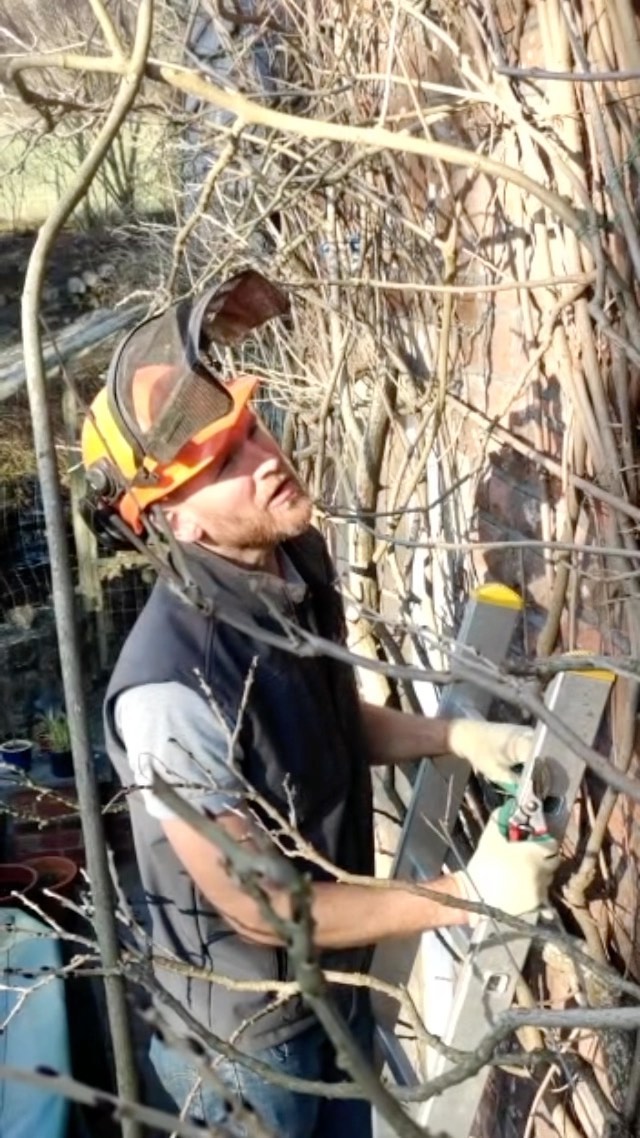 January and February are good months to be pruning your wisteria, take out the 3 D’s dead, damaged and diseased branches, followed by a good hard prune to give a nice open appearance back to the main stems.
#wisteria
#pruning
#wisteriasinensis
#winterpruning
#landscapegardening
#gardendesign
#gardenmaintenance
#gardeninspiration
#countrylife
