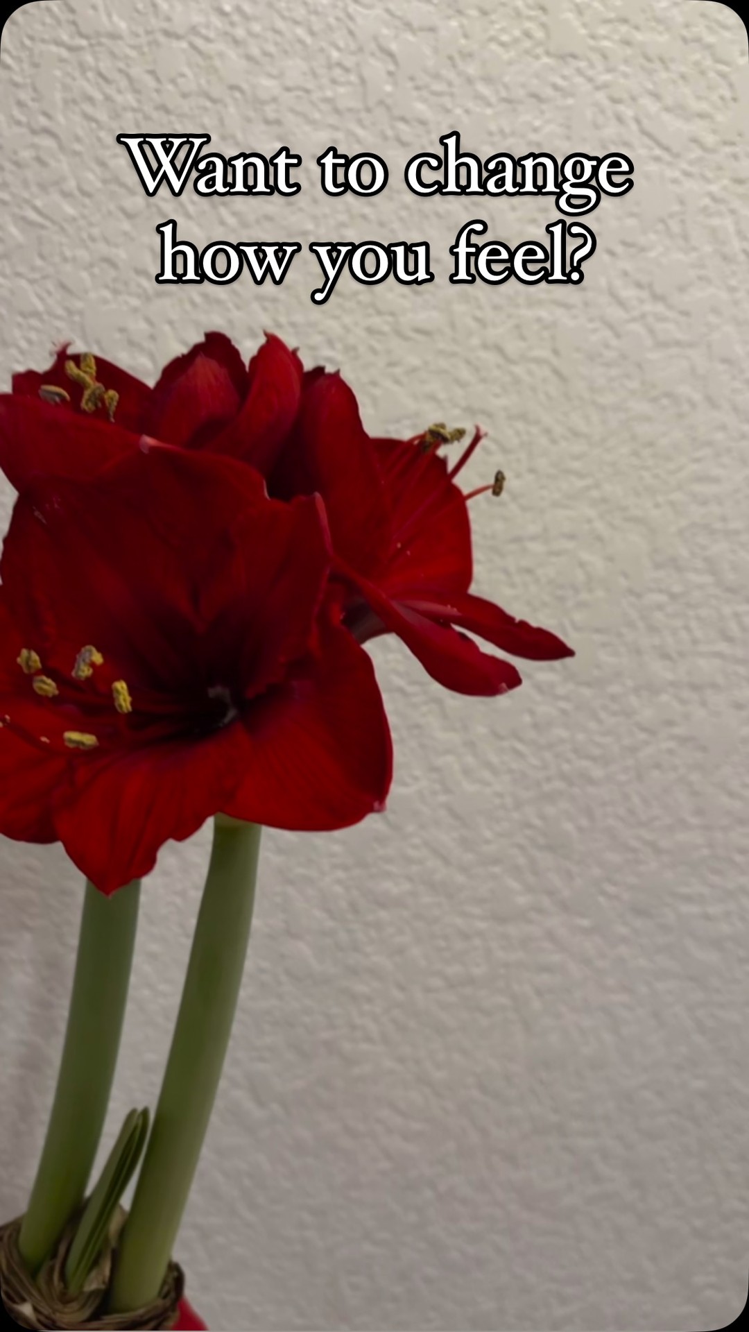 Feeling tired, moody, or just not yourself?
Your gut health could be the missing piece! 🌿
Your energy, mood, and overall wellness all start in your gut.
Ready to take control and feel amazing? Let’s work together!
💌 DM me to get started on your health journey today.
#GutHealth #BoostYourEnergy #HealthyLiving #WellnessJourney #FeelYourBest