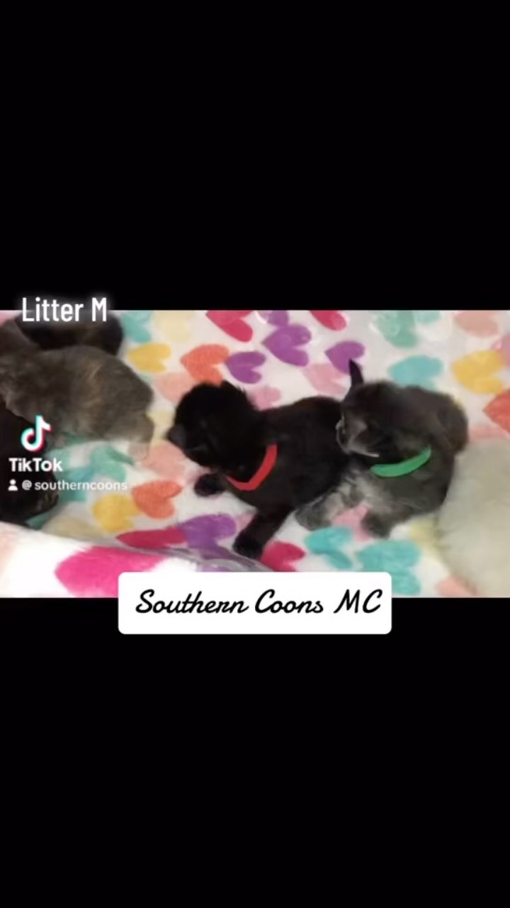 Red collar baby is already spoken for‼️