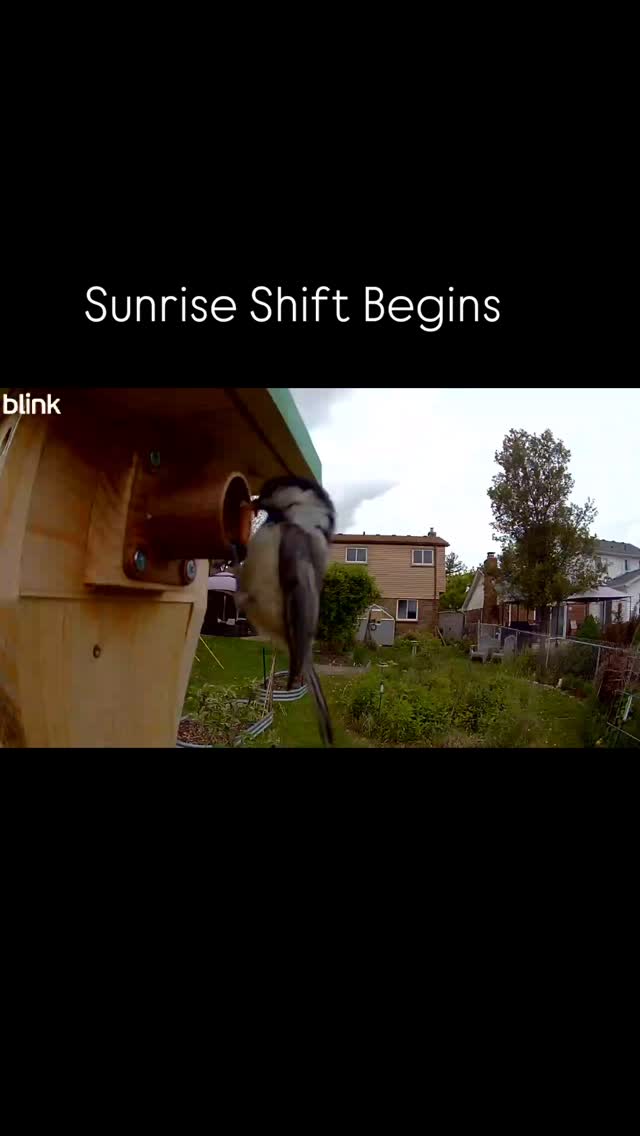 Twelve-hour shifts, non-stop bug deliveries, and no complaints—these chickadee parents are the ultimate caregivers. 💛 From dawn till dusk, they hunt down hundreds of caterpillars and insects every day to feed their hungry nestlings.
It takes 6,000–9,000 caterpillars to raise just one brood of chickadees! 😲 And where do those bugs come from? Native plants.
Native plants are the foundation of the food web—they support the insects that birds need to survive and thrive. 🌱🐛🐦
The last clip? One brave fledgling ready to take the leap. Let’s make sure there’s a world worth flying into. 💚
#NativePlants #BirdParents #BackyardHabitat #ChickadeeLife #NatureAndBlooms #plantnative