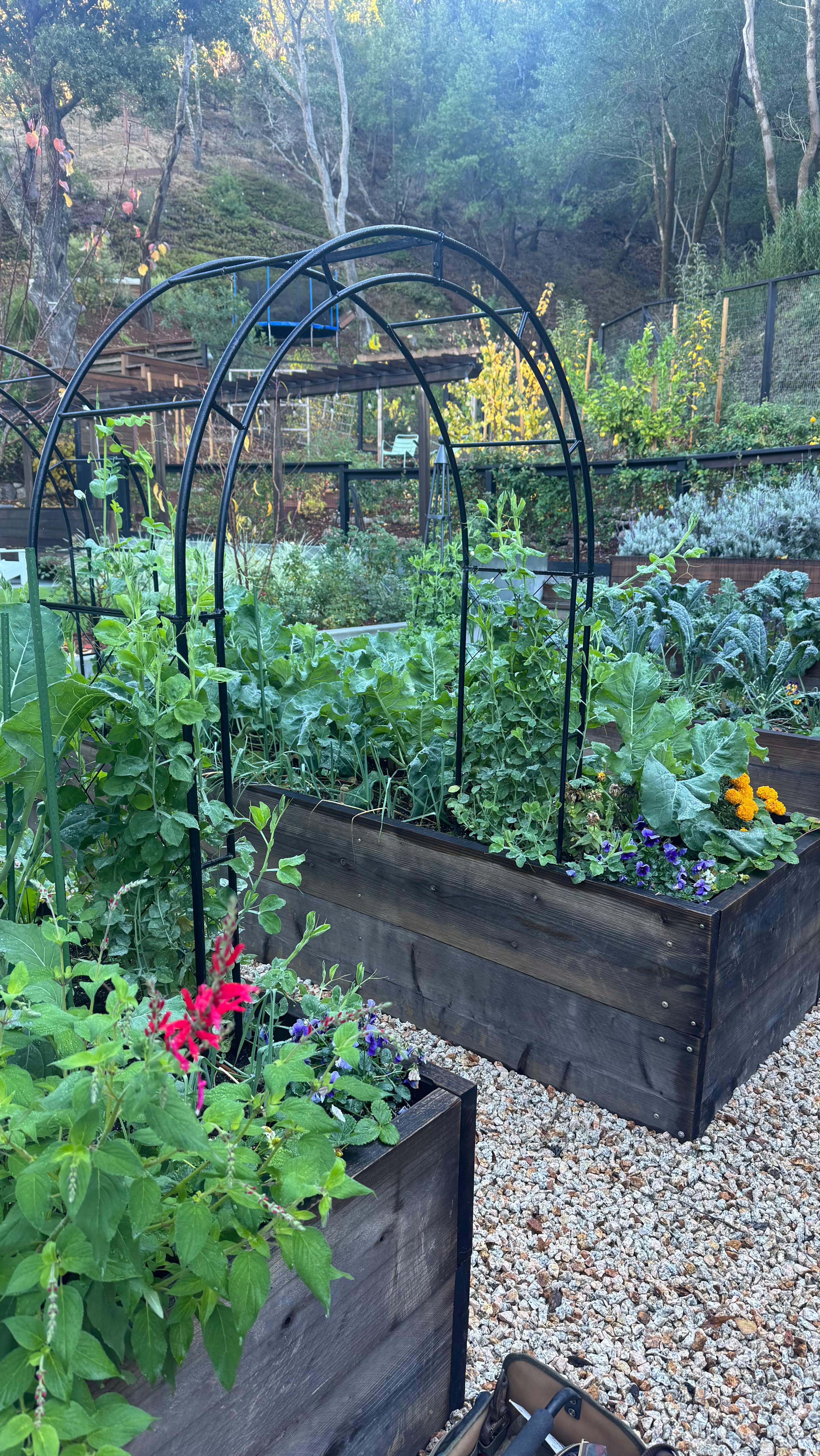 Our cool season edibles are in full-swing here in our Yard To Table client gardens.
-The Peas are hanging on the vine
-Fava Beans are growing
-Violas are ready to harvest
-Nasturtium seeds are beginning to re-emerge from the soil
-Sweet Pea flowers are starting to bloom
-Leafy Greens, like chard, kale, and lettuces are full & crunchy
-The cauliflower & broccoli plants are starting to form crowns
-The Root Veggies, like carrots, radishes, and beets, are maturing quickly
-and so much more!!
We love our cool season gardens-nutrient-dense & beautiful, but not in a hurry.
What is your favorite cool season edible crop to grow?
