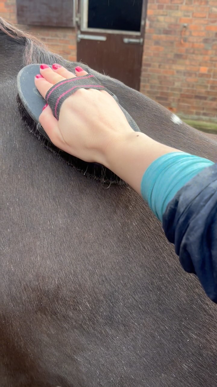 🪮 Daily Grooming 🪮
No, you don’t need to get them show ready(!) but did you know the benefits to giving your horse a quick head-toe flick over with a brush every day?
🪮 Helps keep coats healthy and assists circulation
🪮 Allows you to regularly assess for injuries, lumps/bumps, hotspots, rubs etc
🪮 Helps you know what is normal for your horse
🪮 Identify changes in behaviour - have they started to become unhappy with an area being groomed or touched?
🪮 Bonding time for you both!
#vetphysio #npvetphysio #horsephysio #equinephysio #horsesofinstagram #equineperformance #horseowner