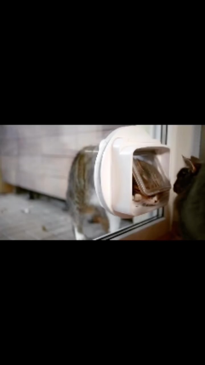 #catfights #catfeaturefriends #catlife #catlovers #catflap #cat #dogsofinstagram #dog #doglife #dogflap #london #londonlife #londoncity #northlondon #southlondon #westlondon #eastlondon #✅✅✅