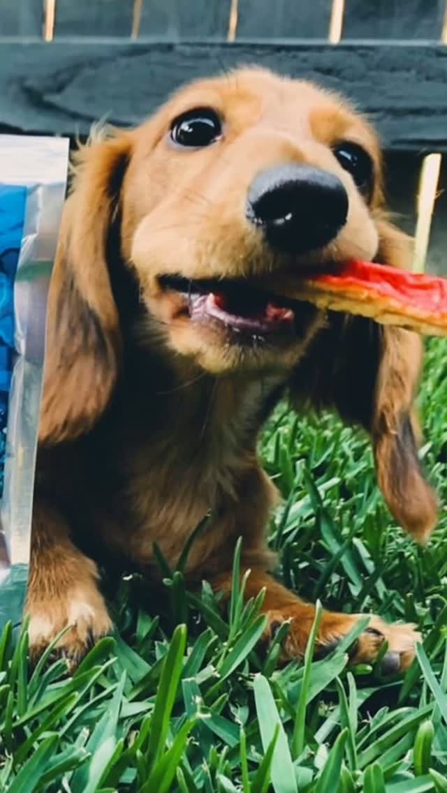 One of our great sellers after puppicino 🙌 over 2000 stocks per week . Fish n Prawn sticks extra yummy and cleaning our teethies at the same time Suitable for cats n dogs of all sizes and breeds. 🙌🙌 #dauchshundsofinstagram #dauchshundlove #dauchshundpuppy #dogoralcare #doghealth #catoralhealth #cathealth #yummy