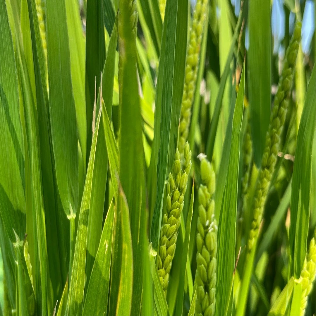 "Guardate come il nostro riso cresce forte e sano sotto il sole! Coltivato con amore e cura, senza prodotti chimici nocivi. Dalla terra alla padella, il nostro impegno per la qualità è il nostro segreto migliore. 🌱🌾🍚 #DallaTerraAllaPadella #RisoDiQualità #ProdottiNaturali #CrescitaSalutare #SostenibilitàAmbientale"