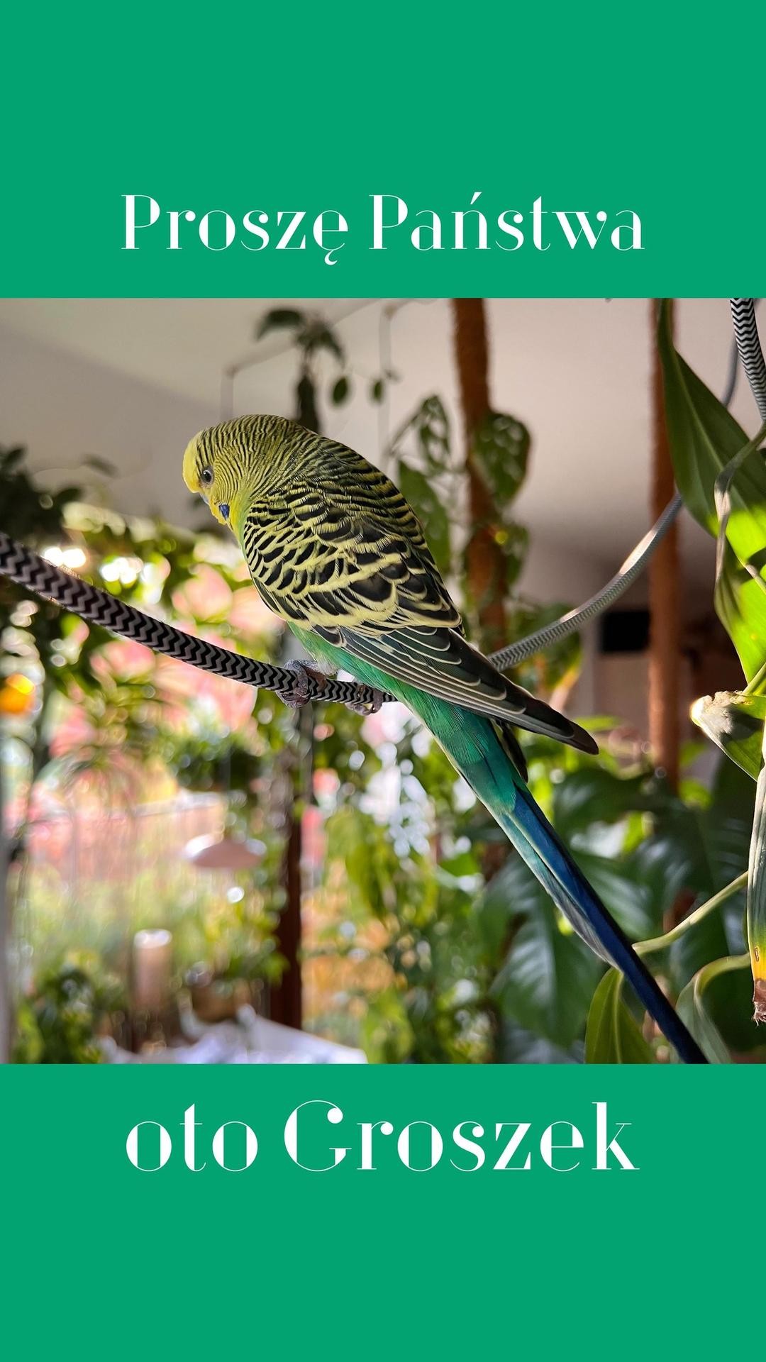 Moi Mili, poznajcie Groszka! 🦜
Od dawna marzyły mi się papugi w domu lub warsztacie. Zwlekałem jednak z tym pomysłem ze względu na kocią bandę, wyjazdy i inne okoliczności 🫨
#potęgapodświadomości jest jednak tak wielka, że w końcu papużka sama do mnie przyleciała! 💚
Groszek objawił się akurat kiedy temperatury nocą zaczęły znacznie spadać. A podczas odławiania okazało się, że w skałkach kilka metrów dalej czaił się gruby kocur 😳
Oswojony, ale widocznie zmarniały, pozwolił się złapać z łatwością. Wg pani weterynarz mógł spędzić na wolności około miesiąca.
Od tego czasu wyleczyliśmy przeziębienie i świerzbowca, waga wzrosła z 29 do 38 gramów i ptak jest nie do poznania 💪
Groszek zadomowił się w moim warsztacie na dobre! Ma swój azyl w klatce i chętnie do niej wraca, ale uwielbia loty po całej przestrzeni 💫
Wśród tyłu roślin czuje się zapewne jak jego przodkowie w australijskim buszu! 😀
:::
Miłego, słonecznego weekendu Wam życzę! 🌞🌴🌺🦜🥭🍹✨
:::
.
.
.
.
.
#bartoszciba #mójwarsztat #papużkafalista #tropicalvibes #miejskadżungla #myworkshop #urbanjungle #jewelrydesigner #finejewelry #papuggroszek #tropicalmood #junglefever #ilovemyjob #workshopporn #wakacjewmieście #bartoszcibajewelry #budgerigar #workspacegoals #workshopgoals #sunmagic #mojadżungla #tutworzę #islandofwonder #myprecious #budgie #parakeet #crazyplantguy #greenworkspace #wildwildworkshop