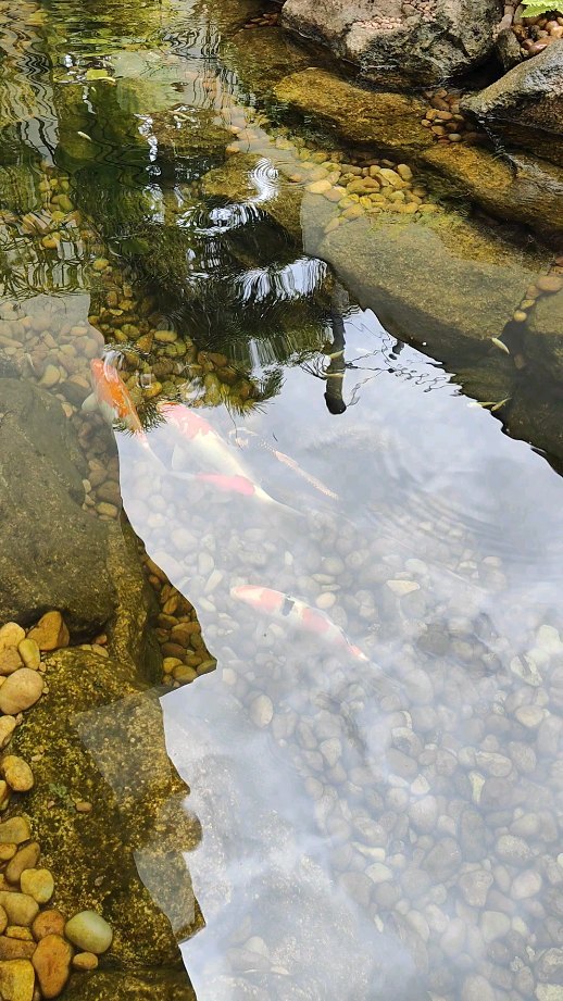Beautiful koi pond with waterfalls