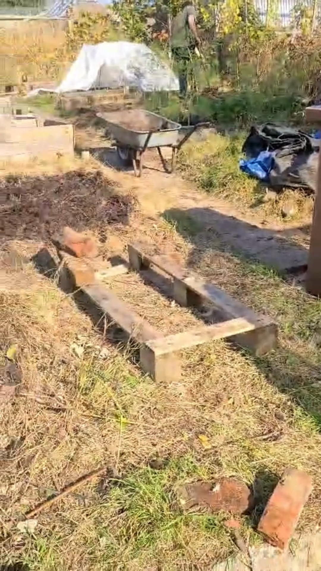 Today we've been taking out more grass from the beds and covering it with manure that has been delivered to our allotment community! Weeding the winter bed & I've sorted out our garden waste to make compost (reel is coming) 2 new exciting discoveries today too, we have TWELVE BEDS, not 10 and we also have an olive tree 😍
#organicgardening #gyo #organicfood #growyourownfood #allotment #allotmentlife #allotmentlove