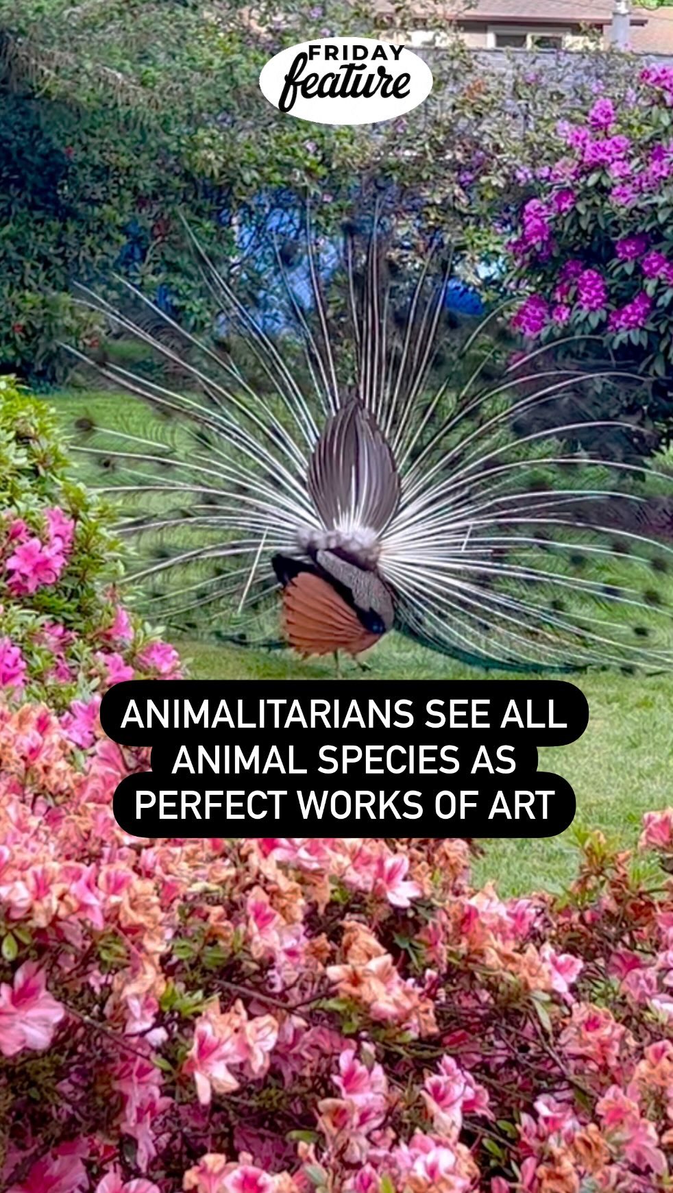 Show Off
Animalitarians see all animal species as perfect works of art. Only Mother Nature could create a magnificent creature like the🦚. Animals in animalitarian reels are never exploited, in danger, disrespected, enticed, or hurt. They are simply doing their thing in nature. Enjoy!
#coolbirds #peacocklove #colorfulbird #birdreels #birding #artisticreels #bigbirds #animalitarian