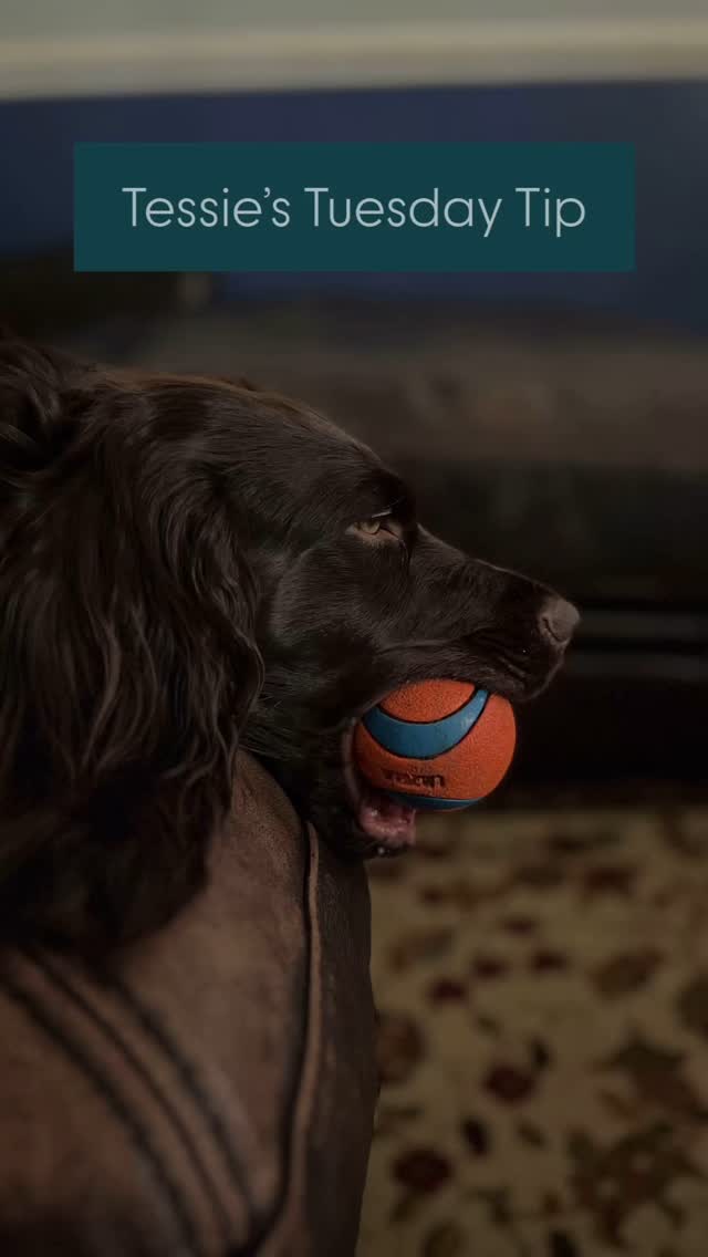 š¾ Tessieās Tuesday Tip from Social ABCs! š¾
Donāt drop the ball when it comes to your brandās voice! š¬
Consistency is keyāwhether youāre posting once a day or once a week, make sure your message, tone and visuals are always on point. Because in marketing (and fetch), itās all about the follow through.