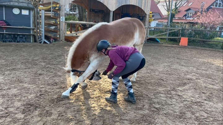 Noch ein bisschen Übung. 😋
#spaßmusssein#zirkuspony#sonntag#sonnenschein#bodenarbeit#übungmachtdenmeister