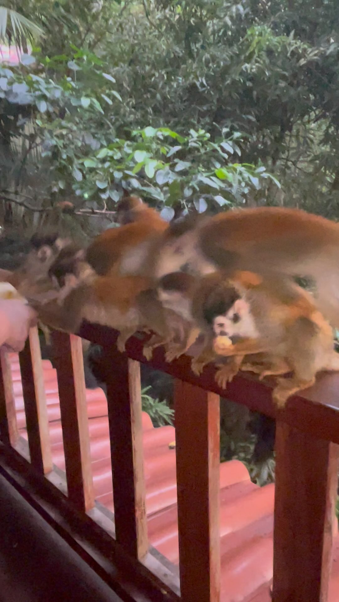 Its like Mardi Gras in the jungle.