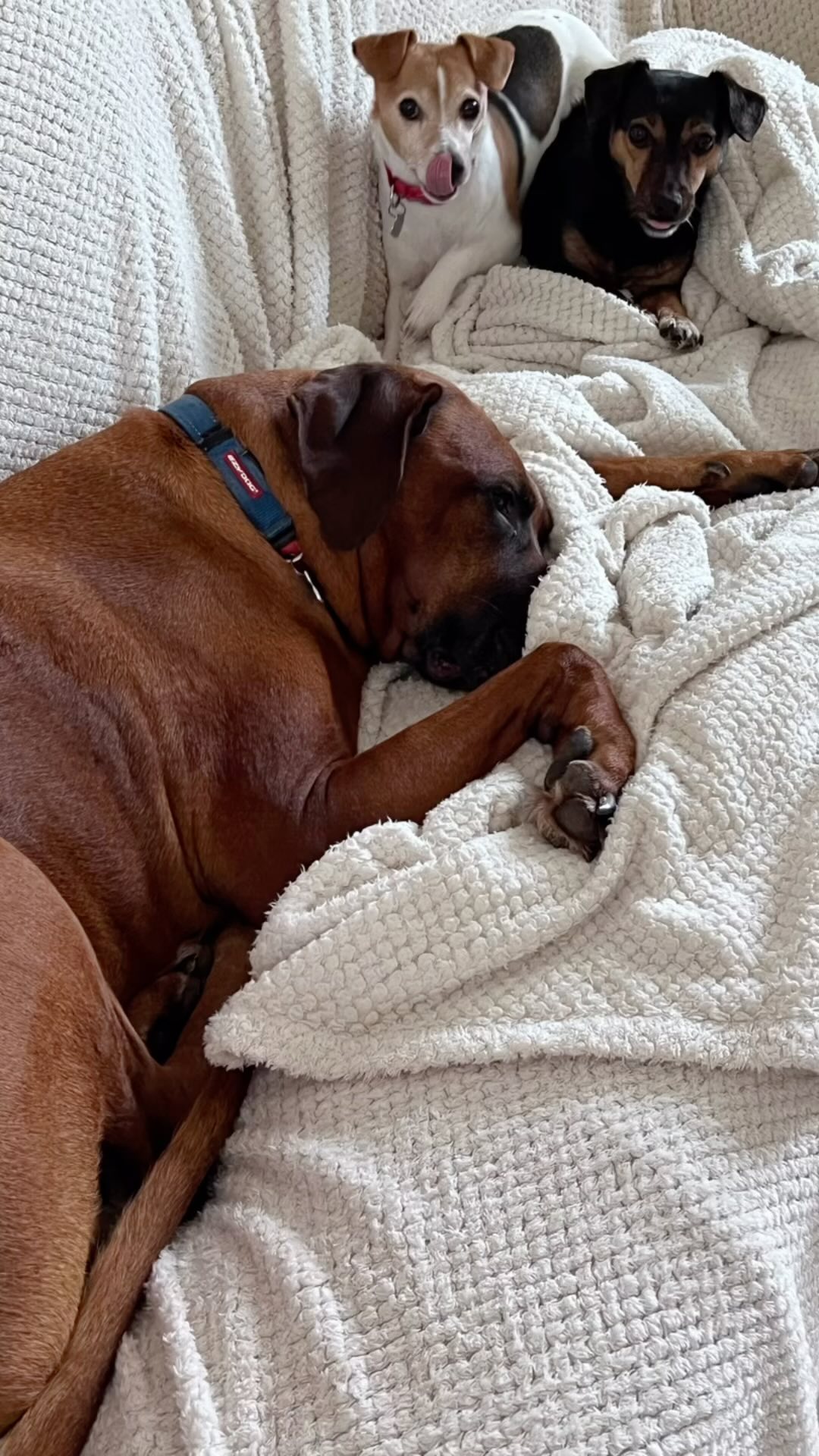 Been away for a few days in the Alps looking forward to getting back to our babies ❤️