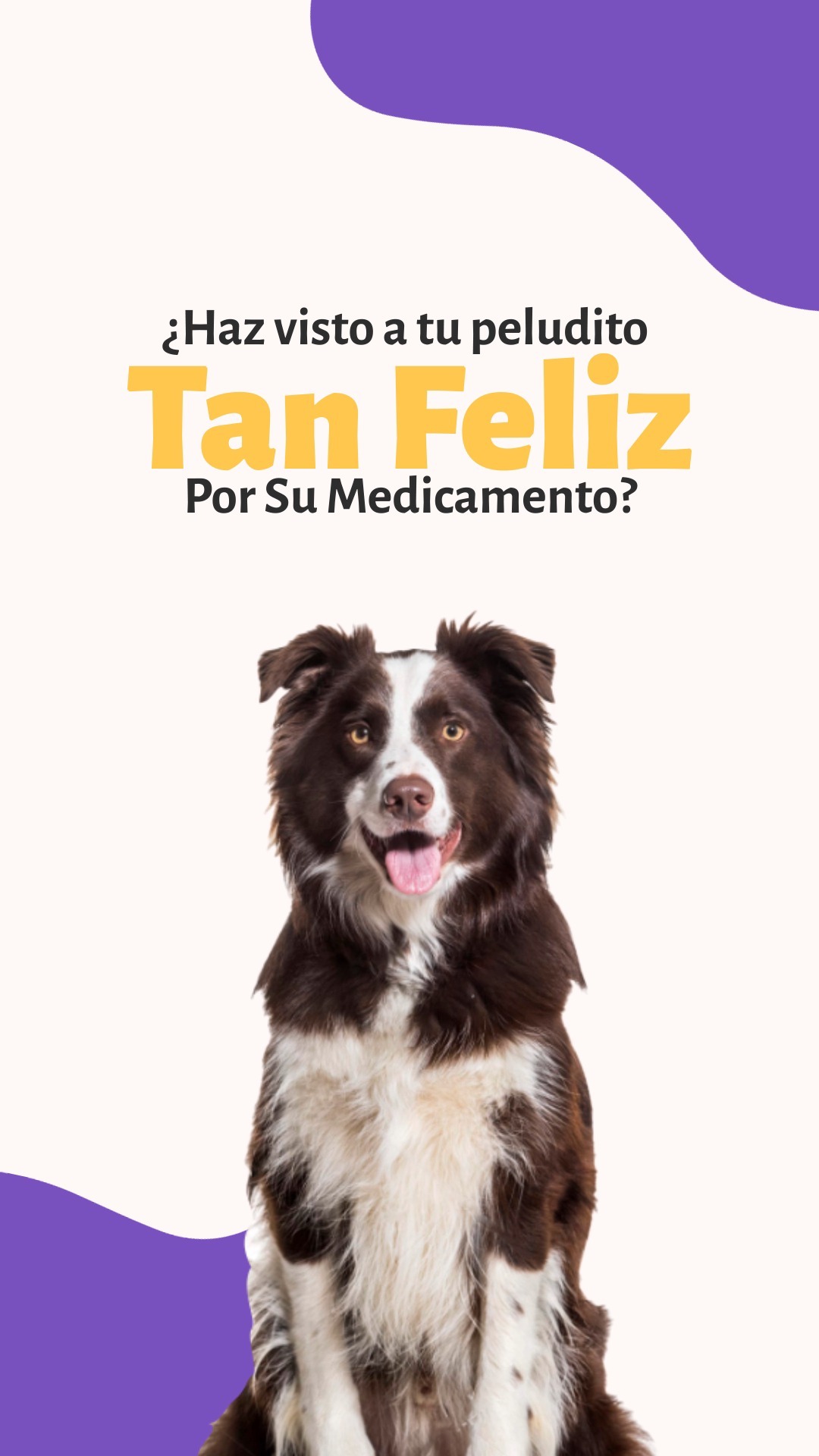 ¡Agita la caja y observa la magia! 🐶✨ Peluditos felices de comer sus medicamentos. 🍖💊
#PerritosFelices #HoraDelSnack #Perros #mascotas #Pets