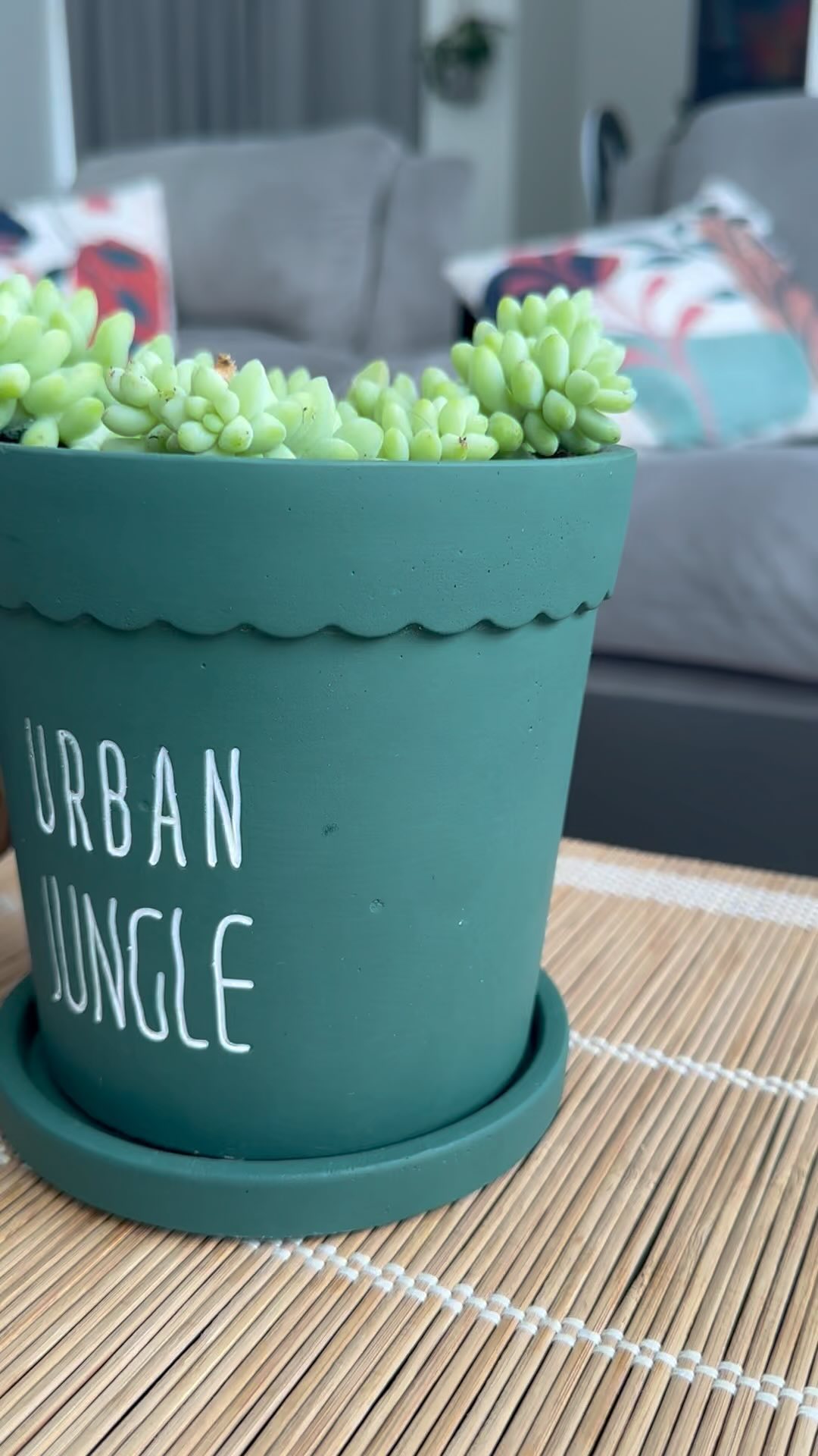 #Succulents #SucculentLove #SucculentGarden #SucculentAddict #SucculentCollection #SucculentObsession #SucculentSociety #PlantLove #Succulent