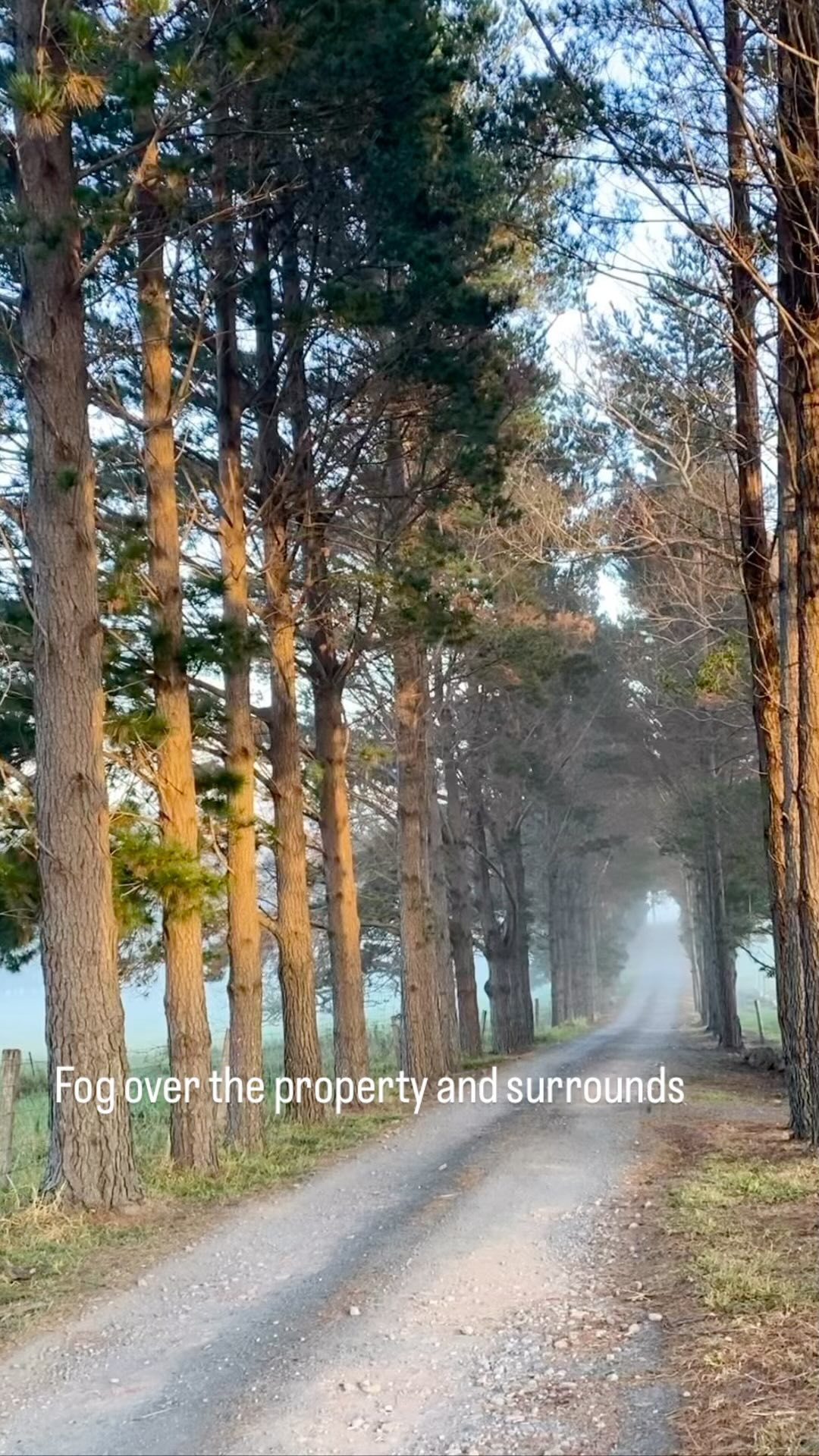 The winter 🥶 brings beautiful morning fog that settles over the property and bright sunny skies. Bliss
#winemaking #shoalhaven #shoalhaventourism